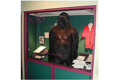 Stuffed Gorilla Display